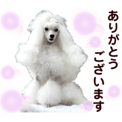 [LINEスタンプ] 姫ファミリー part2