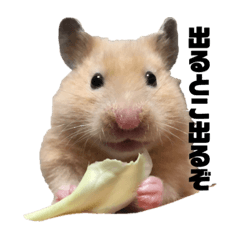 [LINEスタンプ] どうも、ハムスターのウニです。