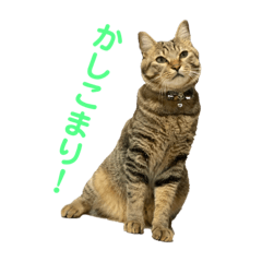 [LINEスタンプ] わさびとおかか♫