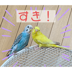 [LINEスタンプ] セキセイインコ レイちゃんとスイちゃん