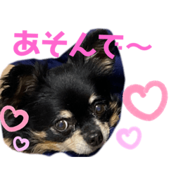 [LINEスタンプ] チワワ、ちょこのスタンプ