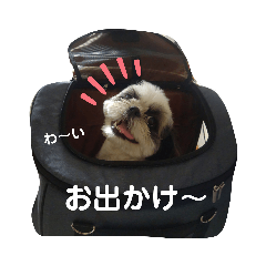 [LINEスタンプ] 我が家のシーズー犬もじゃ 17