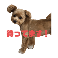 [LINEスタンプ] モカ、メル、チャトラ、クゥー