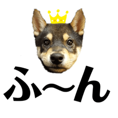 [LINEスタンプ] 柴犬のこはるなんです〜黒柴子犬ちゃん〜③