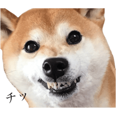 [LINEスタンプ] ぼんと愉快な仲間たち。