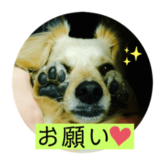 [LINEスタンプ] チワックスのてん③