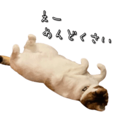 [LINEスタンプ] やる気のない三毛猫むぎ