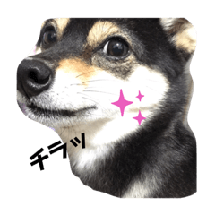 [LINEスタンプ] 豆柴てつこのスタンプ2
