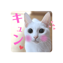 [LINEスタンプ] 【親子猫】おはぎちゃんとたまちゃん♪