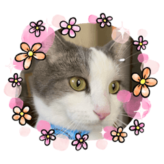 [LINEスタンプ] 我が家の猫（part10）