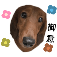 [LINEスタンプ] 我が家のかわいいコたち②