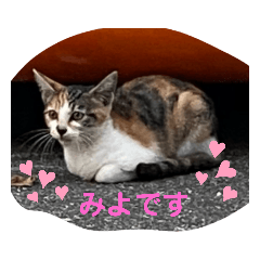 [LINEスタンプ] 三毛猫みよちゃん登場