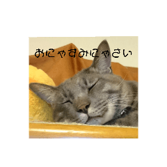 [LINEスタンプ] 小さな家族達と海たんと千秋くん