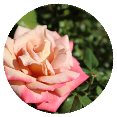 [LINEスタンプ] Rose Rose Rose Roseの画像（メイン）