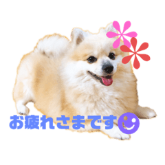 [LINEスタンプ] まめ吉たち3