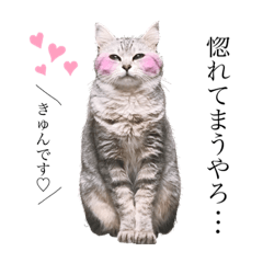 [LINEスタンプ] にゃんこのノアち