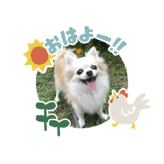 [LINEスタンプ] 愛犬スタンプチワワ