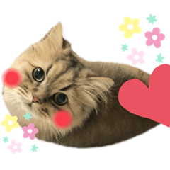 [LINEスタンプ] もこくんのスタンプ1