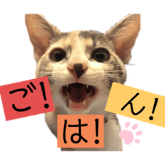 [LINEスタンプ] びあむぎ