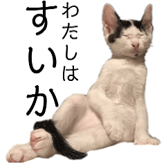 ヅラ猫スイカの恩返し保護猫応援写真stamp