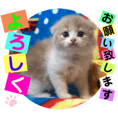 [LINEスタンプ] ねこまーち ネクストジェネレーションズ