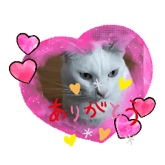 [LINEスタンプ] 仲良しキャットファミリー17