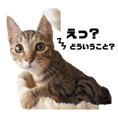 [LINEスタンプ] こまちです。