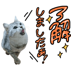 [LINEスタンプ] めちゃ使える！日常ノアち