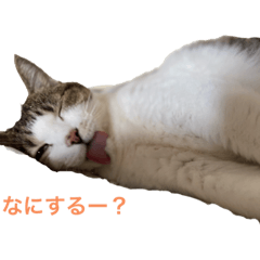 [LINEスタンプ] うちの猫さん ちゃっぴとその仲間たち