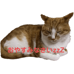 [LINEスタンプ] イヌネコ♡