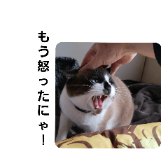 [LINEスタンプ] せぶんの日常（猫）