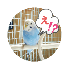 [LINEスタンプ] インコの三毛子スタンプ