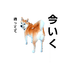 [LINEスタンプ] 豆柴犬さくら