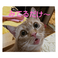 [LINEスタンプ] プリンちゃんとマロンちゃん秋
