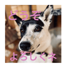 [LINEスタンプ] 保護犬保護猫スタンプ③の画像（メイン）