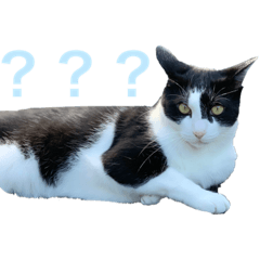 [LINEスタンプ] 我が家のPET CAT HIMEの画像（メイン）