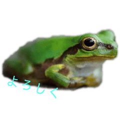 [LINEスタンプ] 蛙会