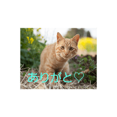 [LINEスタンプ] いろんな顔のチャトさん