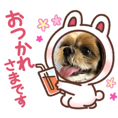 [LINEスタンプ] シーズー犬ぽぽ5
