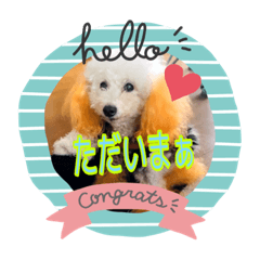 [LINEスタンプ] ワンダースタンプ