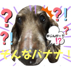 [LINEスタンプ] ダックスたまらん  番外編