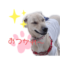 [LINEスタンプ] 雑種さくら