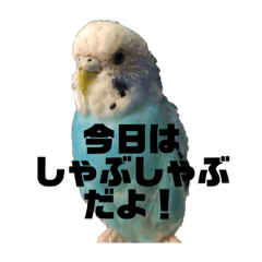 おちゃめなセキセイインコ【外食編】