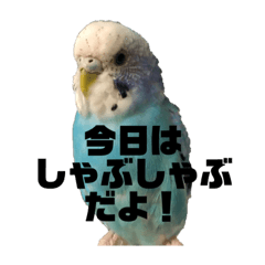 [LINEスタンプ] おちゃめなセキセイインコ【外食編】の画像（メイン）