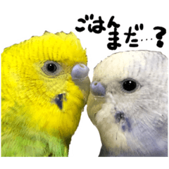 [LINEスタンプ] セキセイインコの抹茶とラムネ