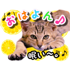 [LINEスタンプ] ねる＆まるの日常