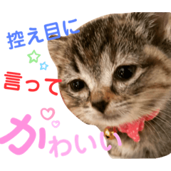 [LINEスタンプ] こはたんたんたん