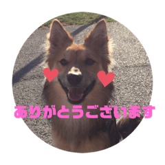 [LINEスタンプ] ビビリ犬ペコちゃん1歳②の画像（メイン）