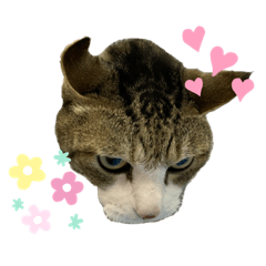 [LINEスタンプ] みんなのアイドル ちょろ松くん