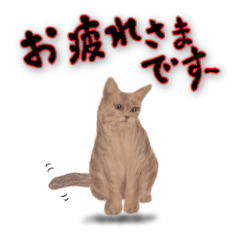 [LINEスタンプ] 茶色い猫ちゃんの日常会話スタンプ